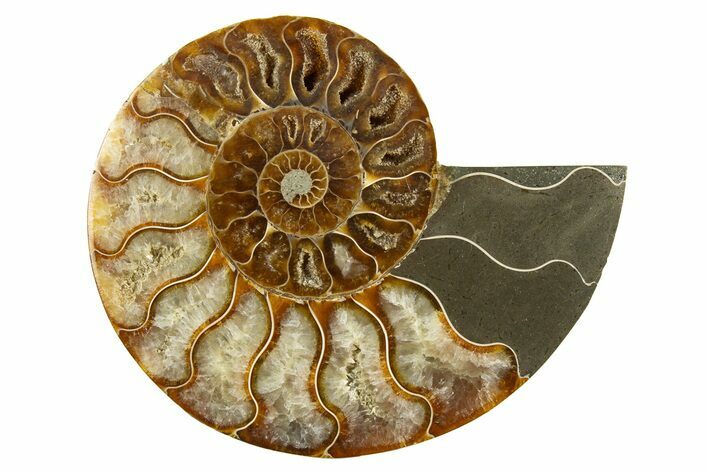 Cut & Polished Ammonite Fossil (Half) - Madagascar #310691